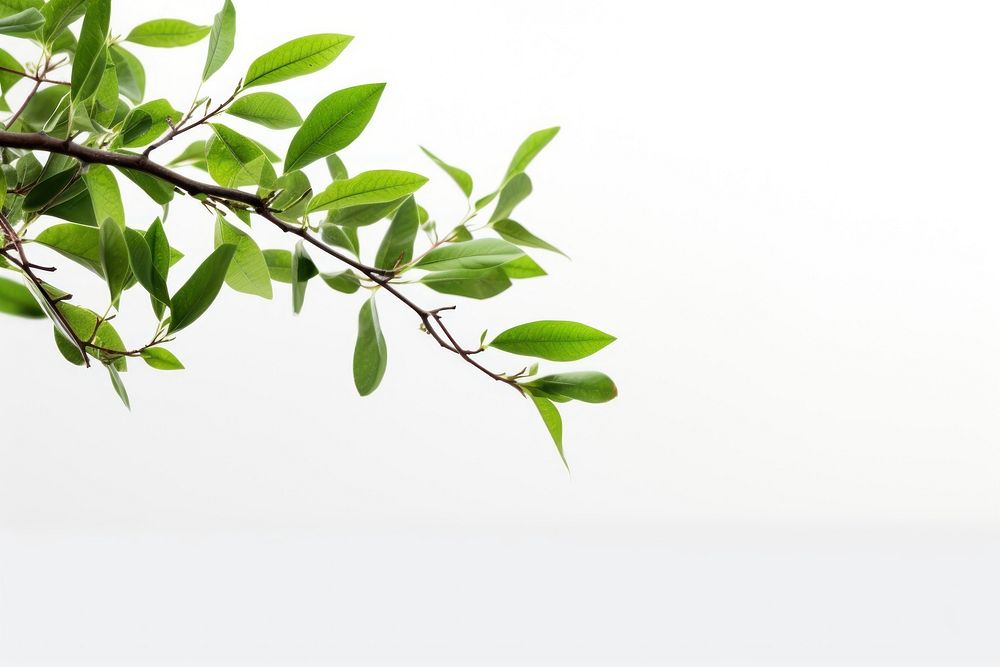 Green leaf tree outdoors. AI generated Image by rawpixel.