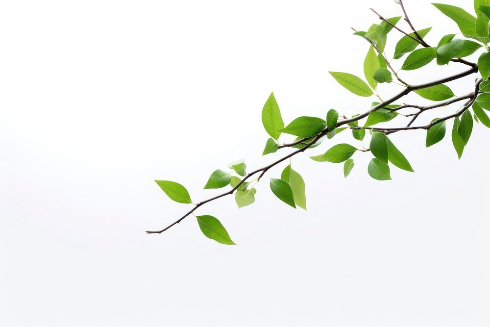 Green leaf outdoors branch. AI generated Image by rawpixel.