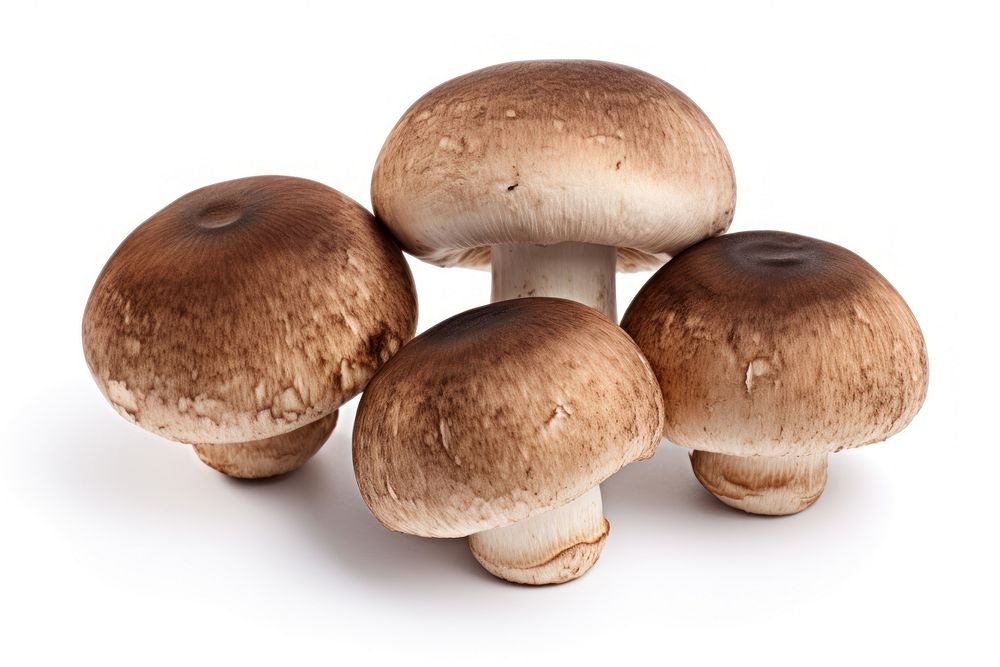 Portobello mushrooms fungus white background agaricaceae. AI generated Image by rawpixel.