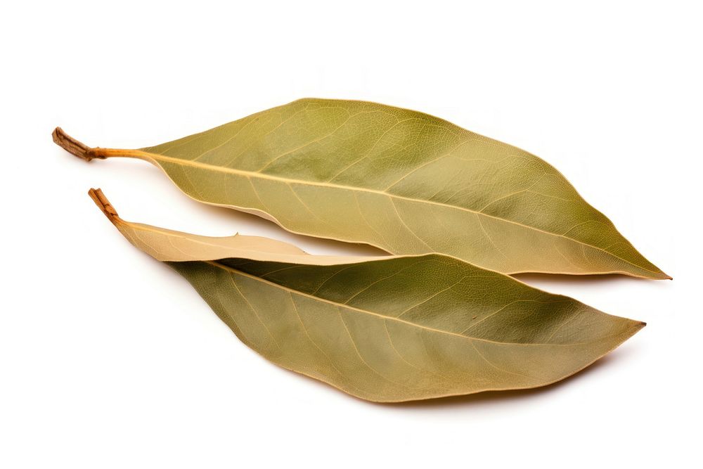 Dried bay leaf plant white background freshness. AI generated Image by rawpixel.