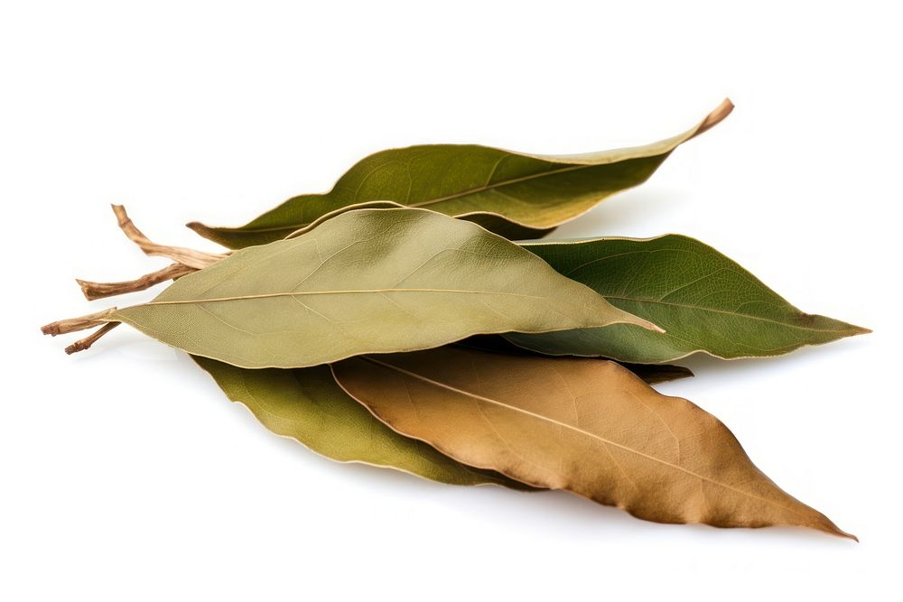 Dried brown bay leaf plant white background fragility. AI generated Image by rawpixel.