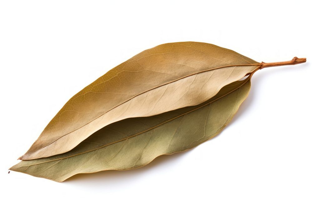 Dried brown bay leaf plant white background freshness. AI generated Image by rawpixel.