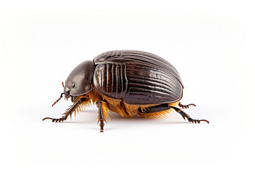 Dung beetle animal insect white background. AI generated Image by rawpixel.