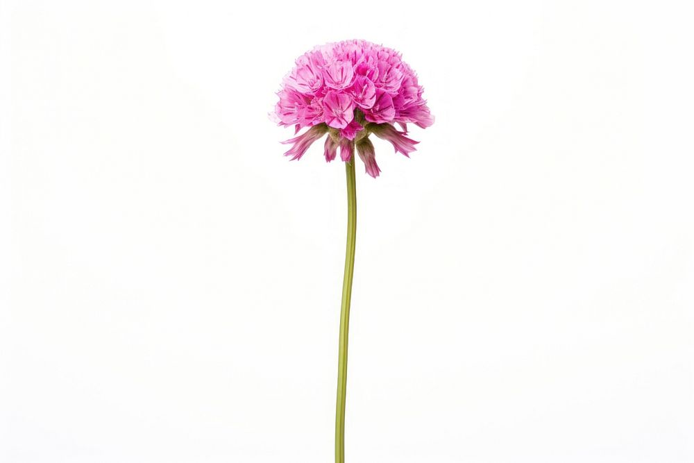Sea thrift blossom flower petal. AI generated Image by rawpixel.