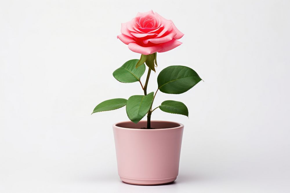 Rose houseplant flower white background inflorescence. AI generated Image by rawpixel.