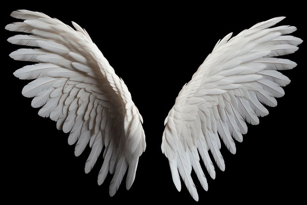 Angel wings flying white bird. | Free Photo - rawpixel