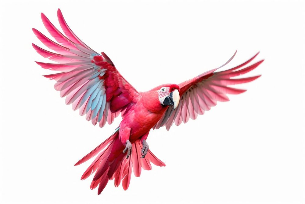 Pink parrot macaw animal flying bird. AI generated Image by rawpixel.