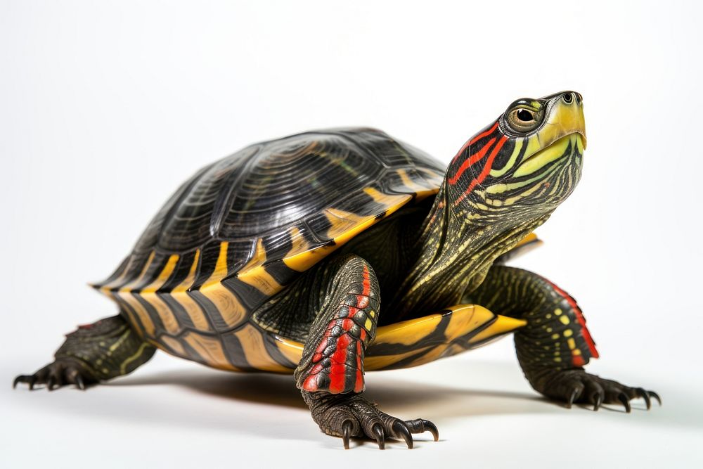 Red-eared slider reptile animal turtle. AI generated Image by rawpixel.