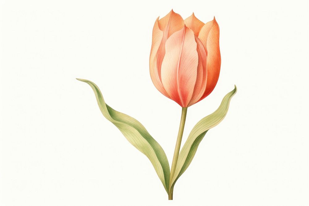 Tulip vintage flower petal. AI generated Image by rawpixel.