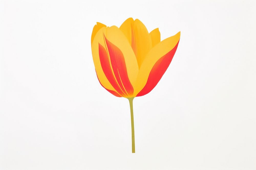 Yellow tulip flower plant white background. AI generated Image by rawpixel.