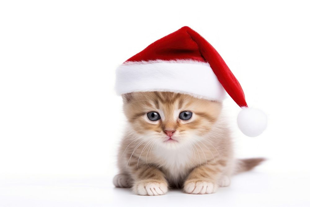 Merry christmas kitten mammal animal. AI generated Image by rawpixel.