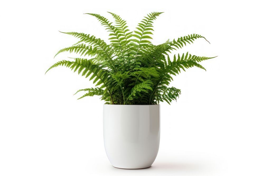 Fern green potted nephrolepis fern plant vase white background. AI generated Image by rawpixel.