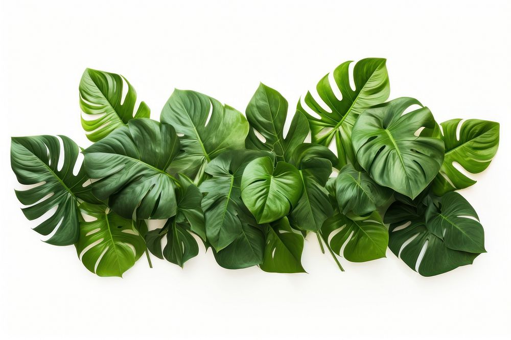 Tropical leaves plant leaf xanthosoma. AI generated Image by rawpixel.