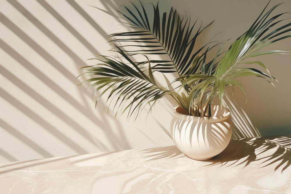 Tropical palm tree shadow window plant. AI generated Image by rawpixel.