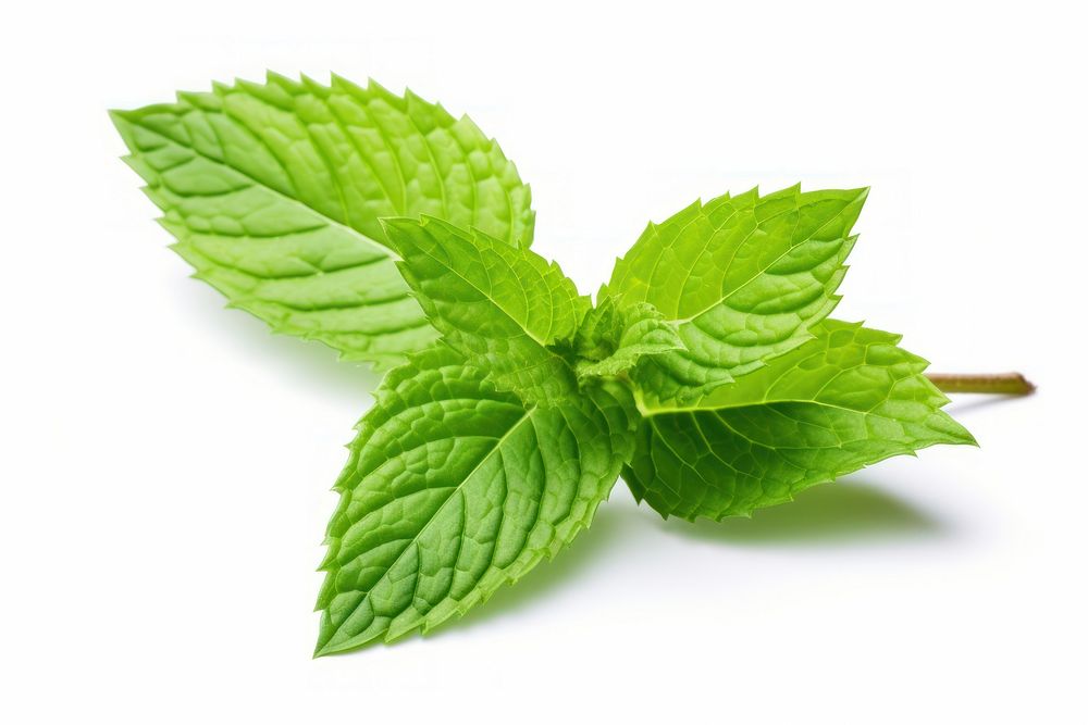 Fresh mint leaves plant herbs leaf. AI generated Image by rawpixel.