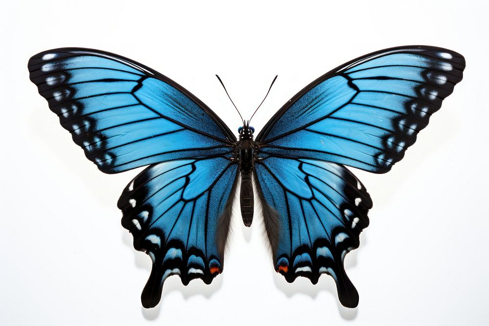 Blue butterfly animal insect white background. AI generated Image by rawpixel.