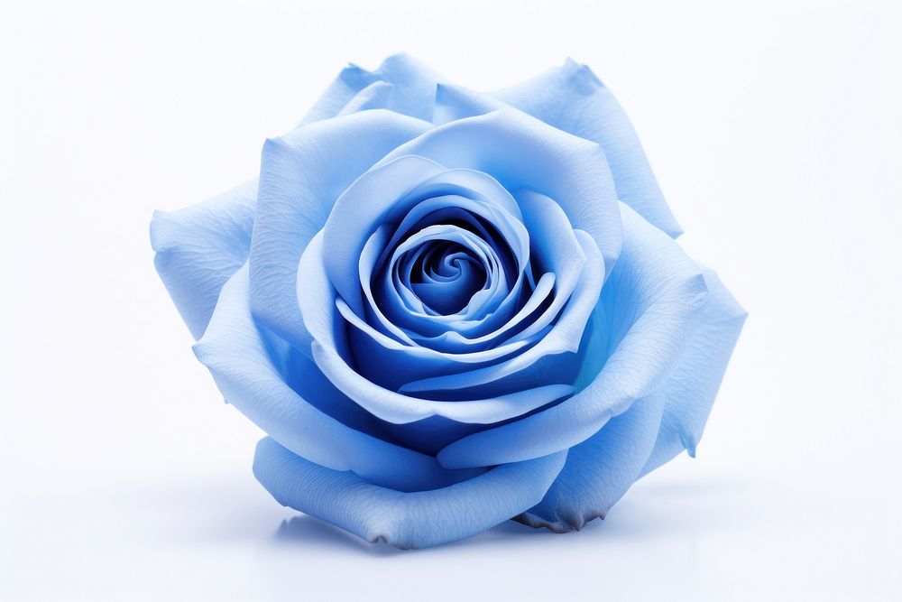 Blue rose flower plant white. AI generated Image by rawpixel.
