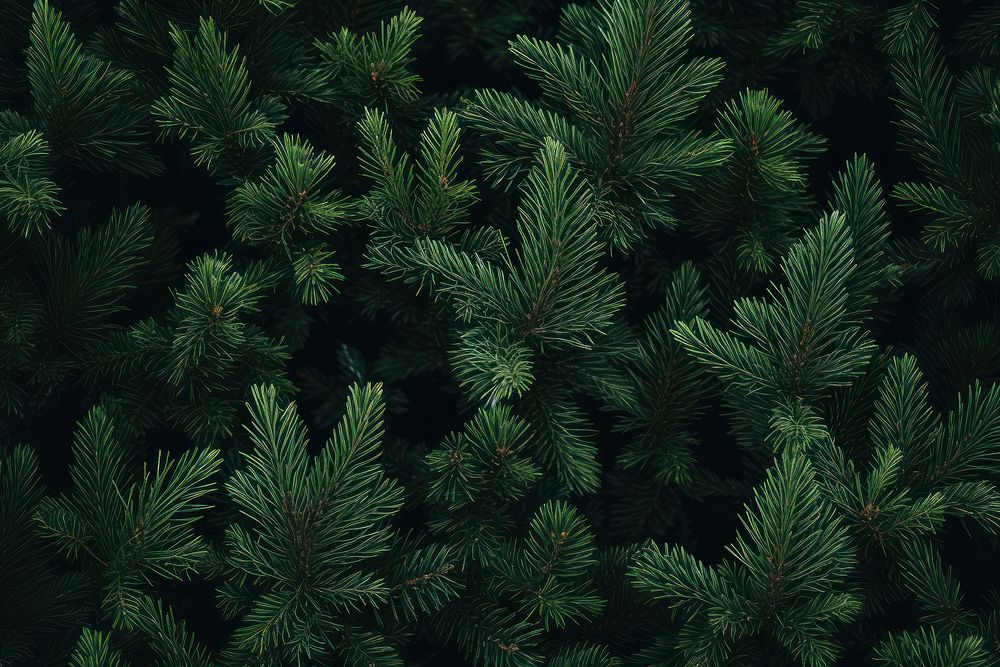 Christmas tree branches backgrounds outdoors nature. AI generated Image by rawpixel.
