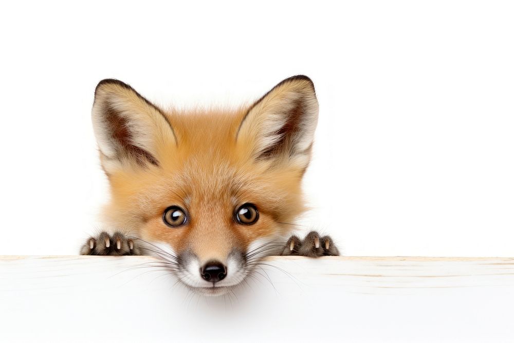 Fox wildlife peeking animal. AI generated Image by rawpixel.
