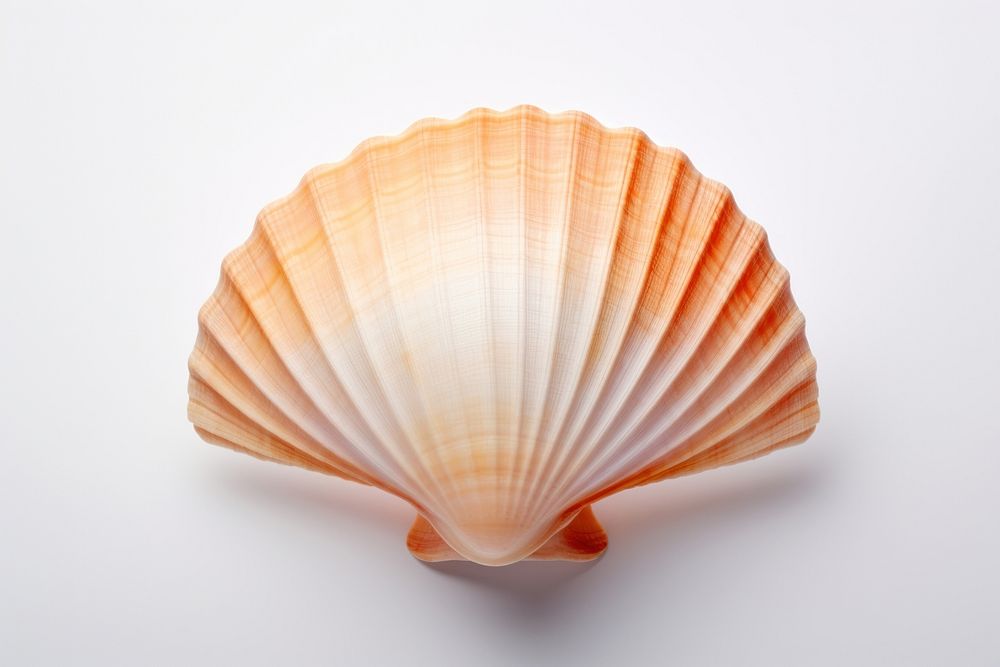 Sea shell clam invertebrate simplicity. AI generated Image by rawpixel.