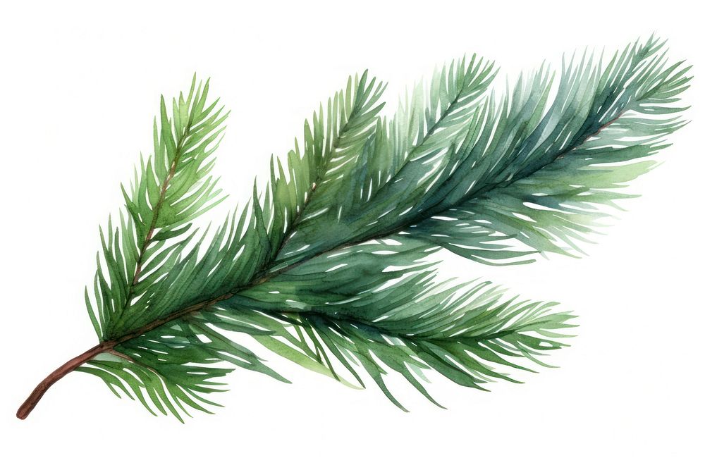 Fir branches holiday spruce plant. AI generated Image by rawpixel.