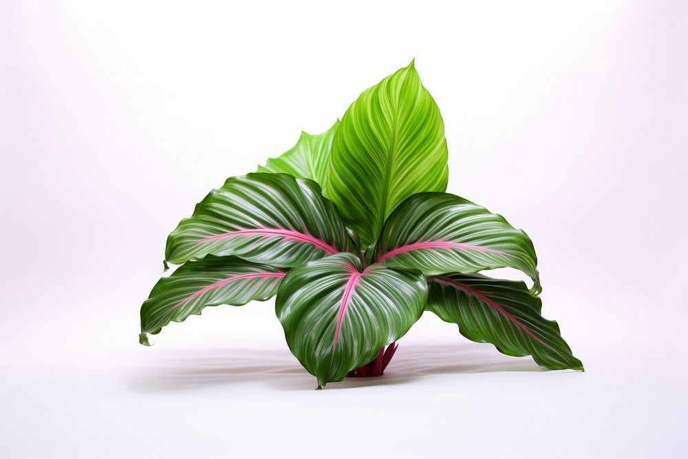 Leaf plant green freshness. AI generated Image by rawpixel.