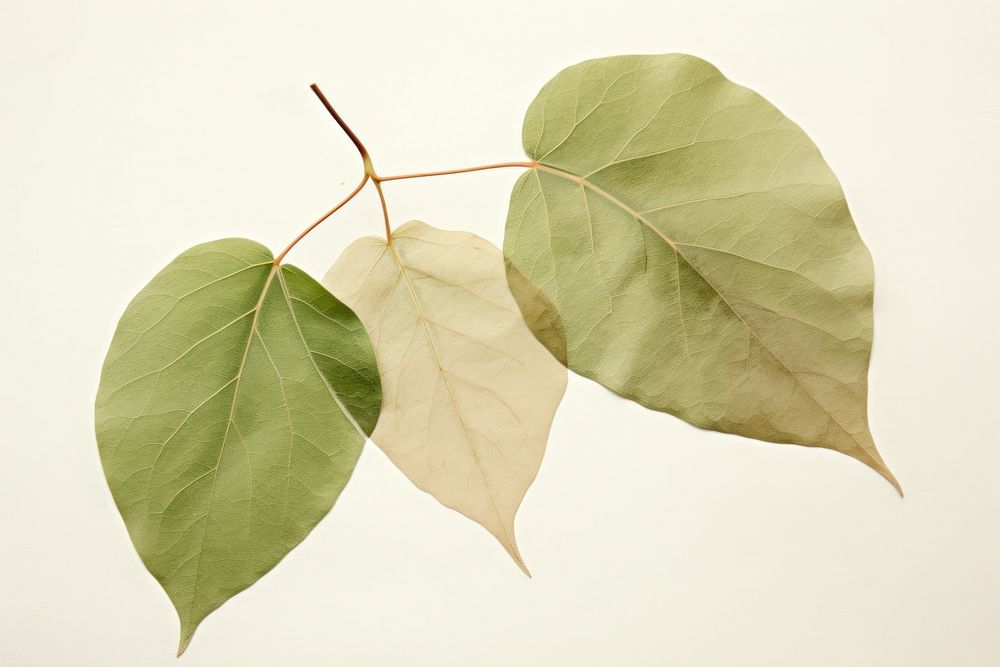 Real Pressed a green leaf bougainvillea plant tree freshness fragility. AI generated Image by rawpixel.