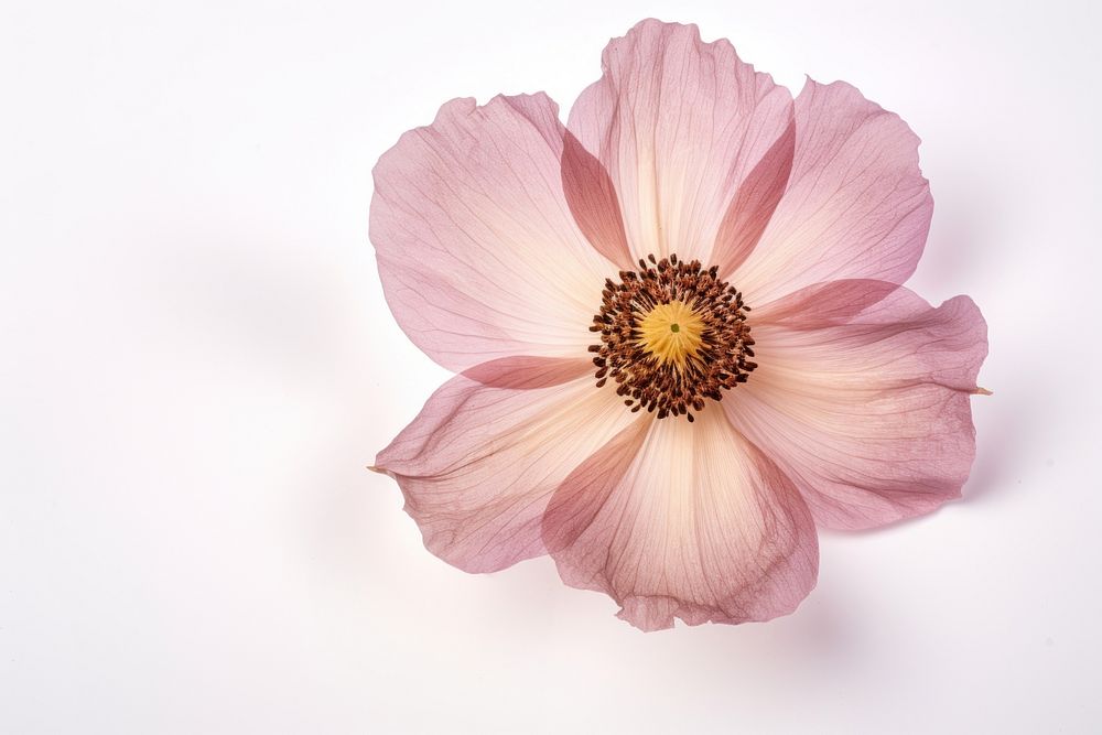 Real Pressed a single anemone flower blossom petal plant. AI generated Image by rawpixel.