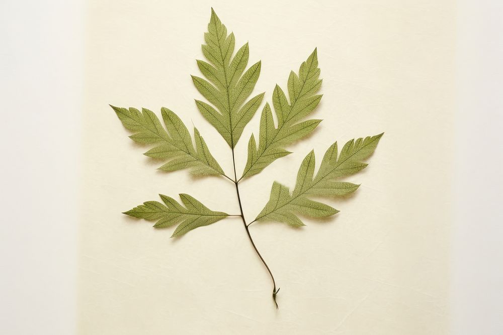 Real Pressed a single minimal leaf green herbs plant tree. AI generated Image by rawpixel.