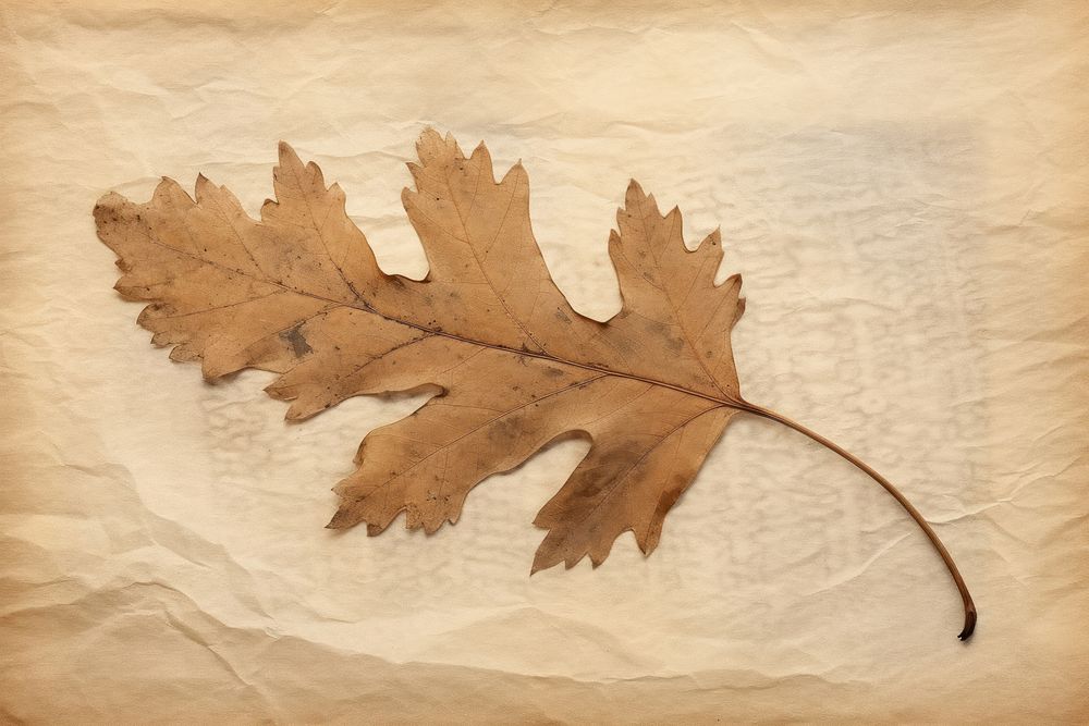 Real pressed a single oak leaf backgrounds textured plant. AI generated Image by rawpixel.