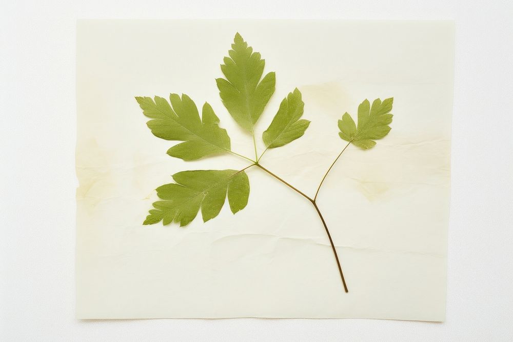 Real Pressed a single minimal leaf green herbs parsley plant. AI generated Image by rawpixel.