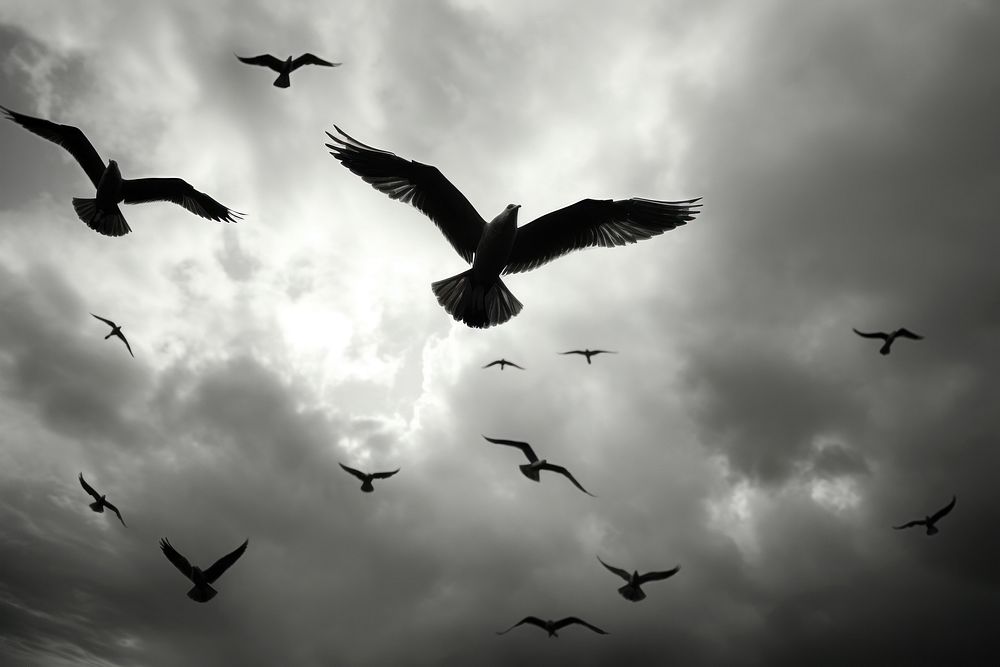 Birds flying flock silhouette outdoors. AI generated Image by rawpixel.