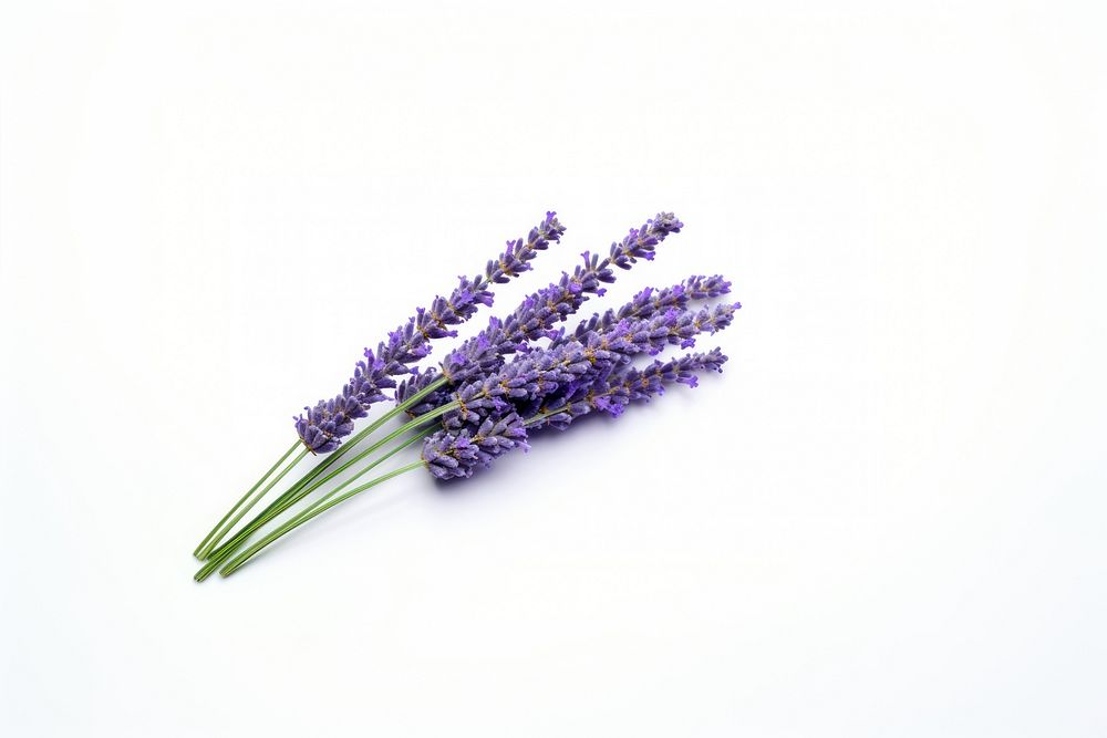 Lavender lavender flower blossom. AI generated Image by rawpixel.