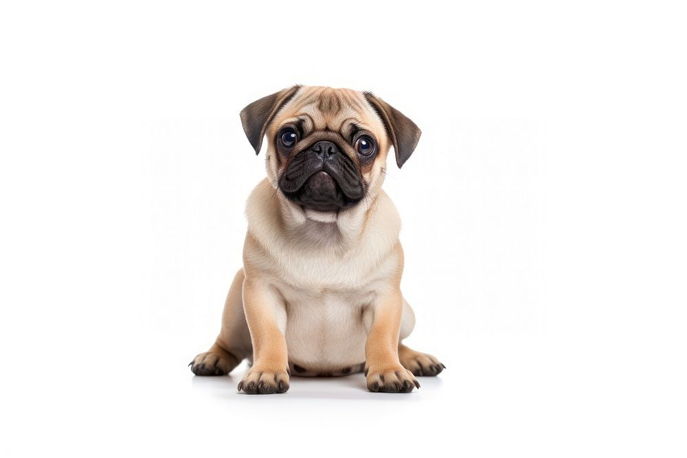 Pug mammal animal puppy. AI generated Image by rawpixel.