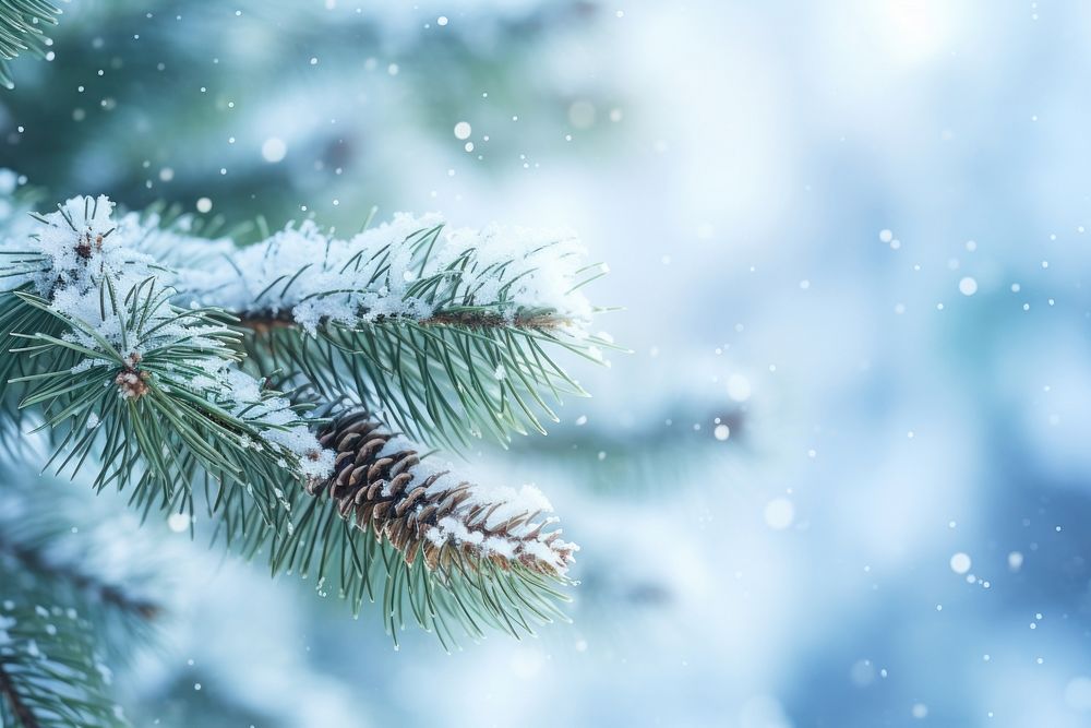 Pine tree branch snow backgrounds outdoors. AI generated Image by rawpixel.
