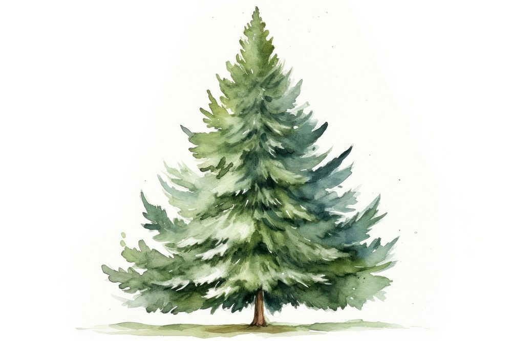 Chirstmas tree plant pine fir. AI generated Image by rawpixel.