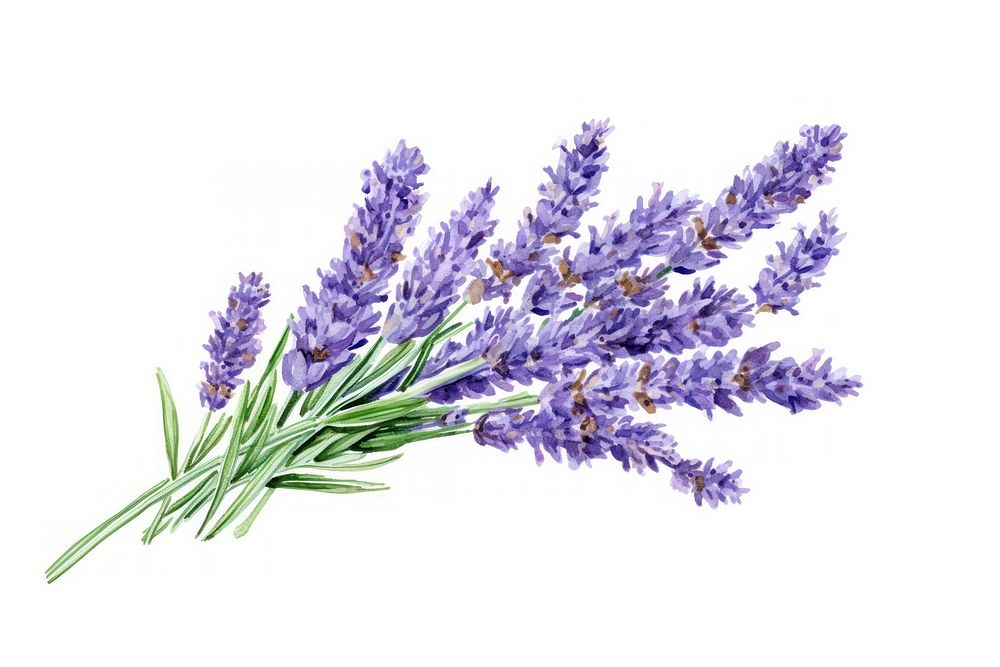 Lavender lavender flower plant. AI generated Image by rawpixel.