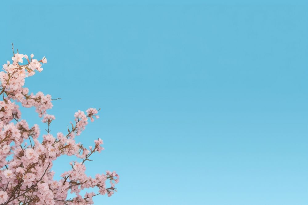 Cherry blossoms backgrounds outdoors nature. AI generated Image by rawpixel.