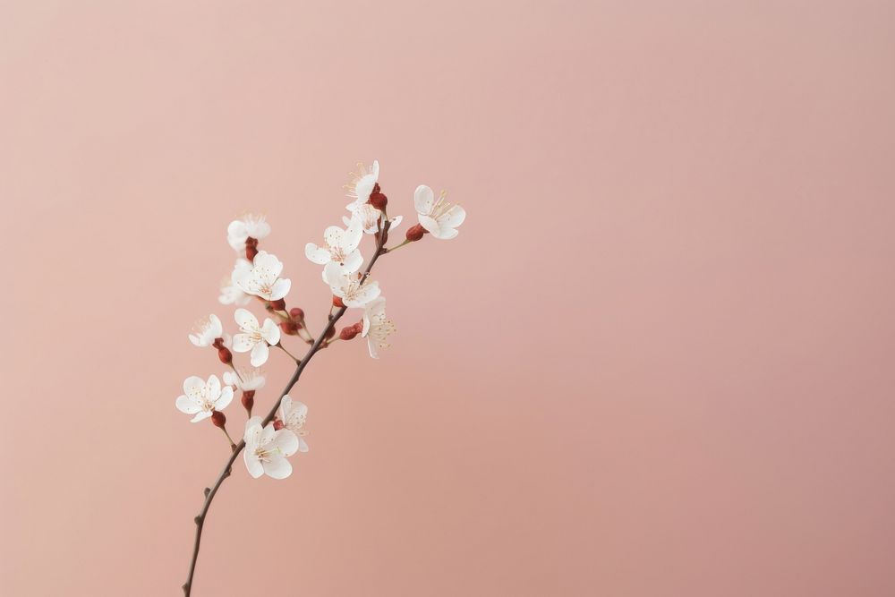Cherry blossoms outdoors flower nature. AI generated Image by rawpixel.