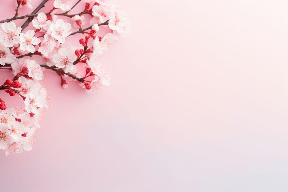 Cherry blossoms backgrounds outdoors flower. | Premium Photo - rawpixel