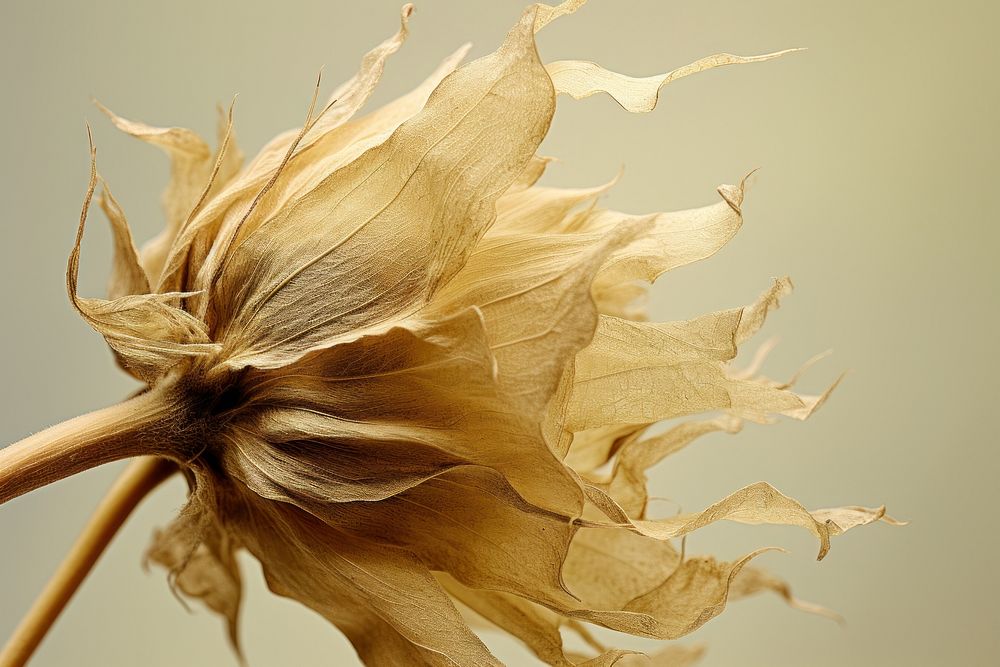 Dried flower petal plant leaf. AI generated Image by rawpixel.