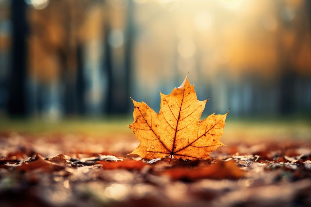 Leaf autumn sunlight plant tree. AI generated Image by rawpixel.
