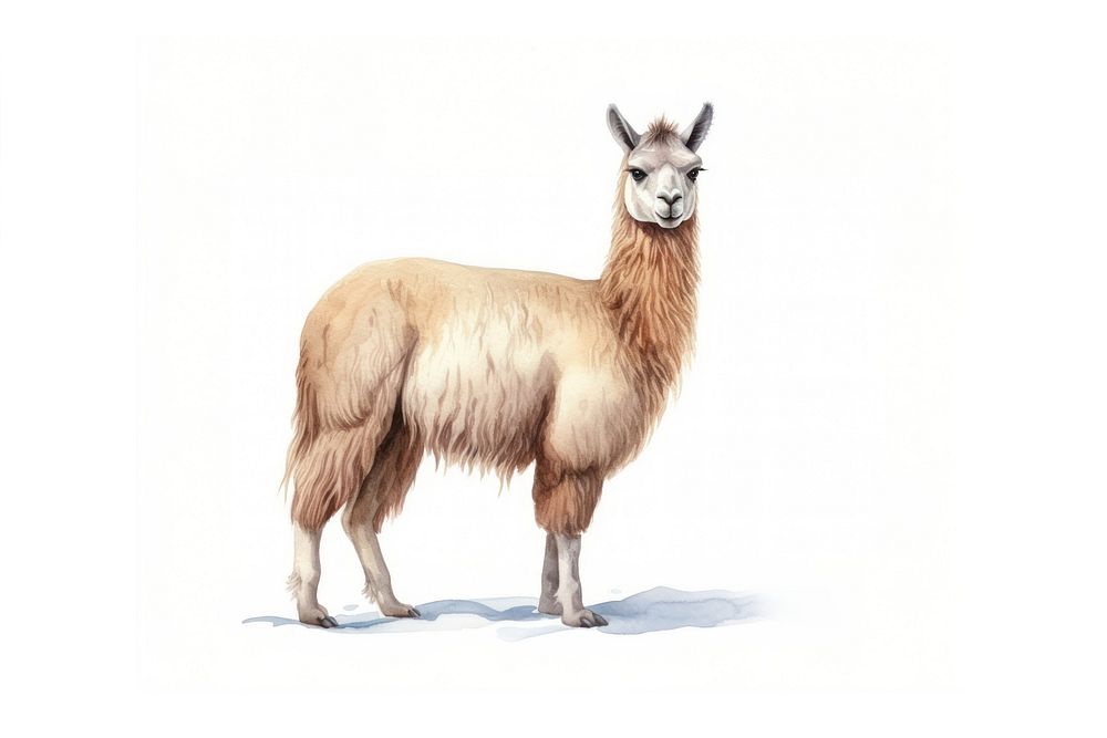 Llama animal alpaca mammal. 