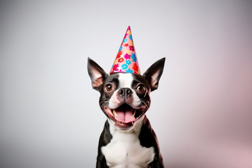 Party dog celebration portrait. AI generated Image by rawpixel.