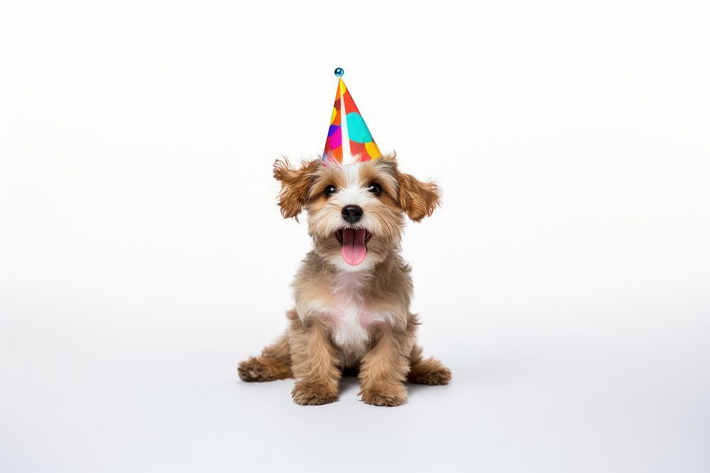 Party dog celebration mammal. AI generated Image by rawpixel.