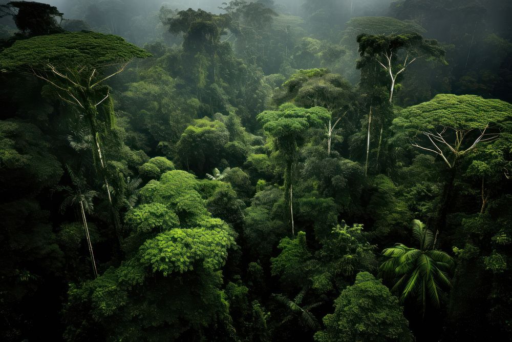 Trees forest vegetation rainforest. AI generated Image by rawpixel.