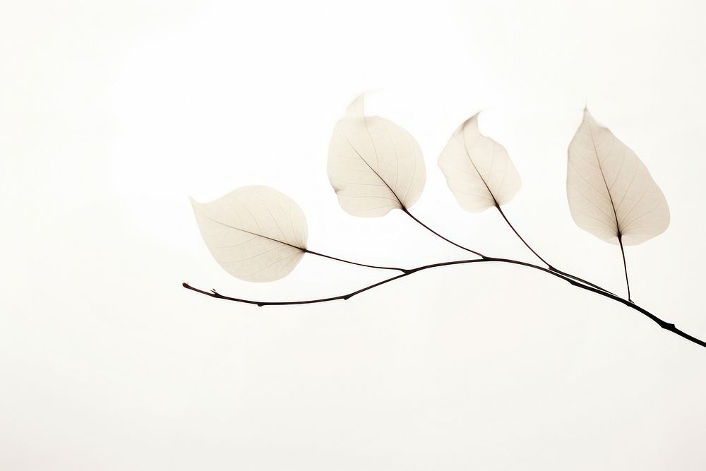 Leaf silhouette blur plant petal white. AI generated Image by rawpixel.