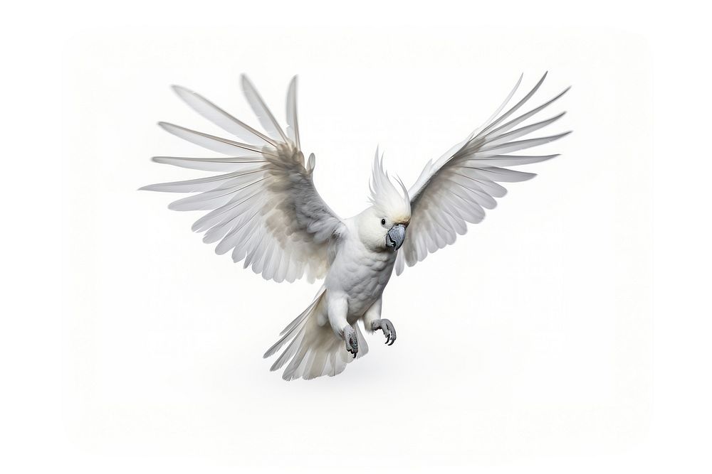 Cockatoo animal parrot white. AI generated Image by rawpixel.