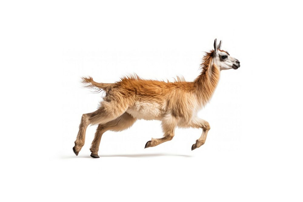 Llama wildlife animal mammal. AI generated Image by rawpixel.