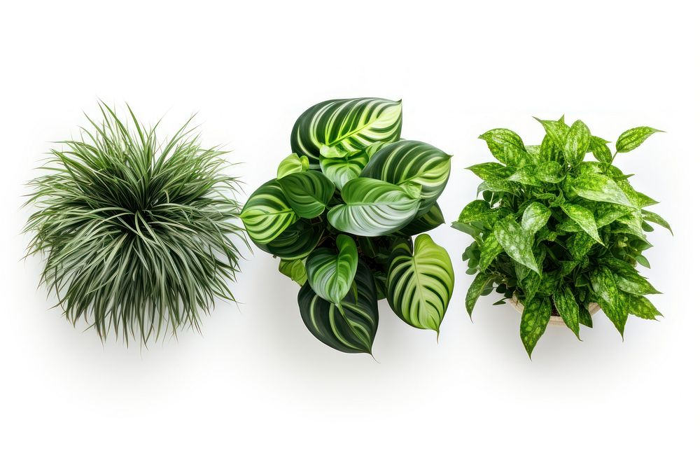 Plants grouped together against green herbs leaf. AI generated Image by rawpixel.